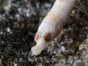 49756269903 cd98ffd33a b