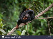 A-red-handed-howler-monkey-alouatta-belzebul-from-floresta-nacional-F8B7H4.jpg