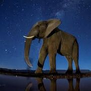 Africa's Elephants and Asia's Mammoths