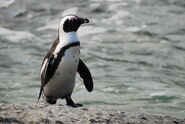 African Penguin as Penguin M.C.