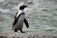 African-penguin-7.jpg