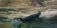 Animal Adventure Park Otter