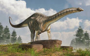 Apatosaurus louisae