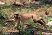 Black-Striped Capuchin