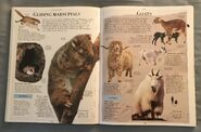 DK Encyclopedia Of Animals (85)