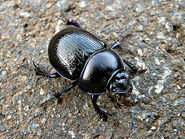 Dung beetle (Scarabaeoidea spp.)