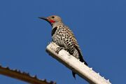 Gilded Flicker.jpg