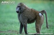 Olive Baboon (V2).jpg