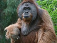 Orangutan, Sumatran (V2)