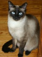 Siamese Cat as Siamotyrannus