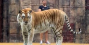 Six Flags Safari Tiger.png (2.09 MB)