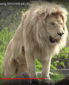 Tronto Zoo Lion