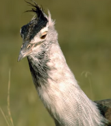 Kori Bustard