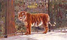 Caspian-tiger-images.jpg