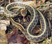 Common garter snake.jpg