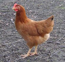 Hen.jpg