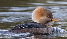 Hooded-merganser-400-id-female.jpg