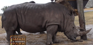 WMSP Southern White Rhino