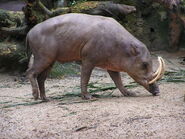 North Sulawesi Babirusa as Metridiochoerus