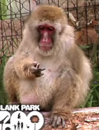 Blank Park Zoo Japanese Monkey