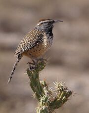 Cactus Wren.jpg