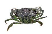 Crab, European green.png