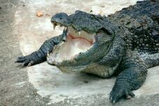 Crocodile, Mugger.jpg