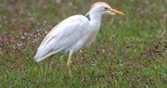 Egret, Cattle