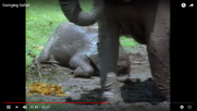 Elephants Romping in the Mud