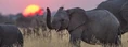 Elephants at Sunset.jpg (127 KB)