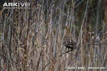 Female-black-grouse-in-bush.jpg