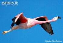 Flamingo, Andean.jpg
