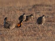 Flock of Prarie chickens