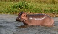Hippo med