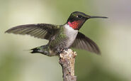 Hummingbird, Ruby-Throated