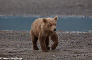 Kodiak bear cub