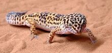 Leopard-gecko.jpg