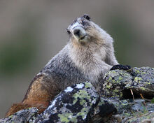 Marmot, Alaska.jpg