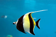 Moorish idol (Zanclus cornutus)