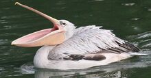 Pink-backed-pelican-620x320.jpg