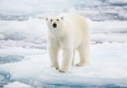 Polar Bear (V2)