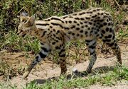 1200px-Leptailurus serval -Serengeti National Park, Tanzania-8