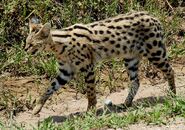 Ornitholestes as Serval