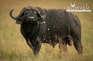 African Cape buffalo (Syncerus caffer caffer)