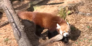 Akron Zoo Red Panda