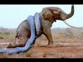 Angry Snake vs Elephant.jpg (38 KB)