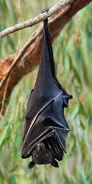 Bat, Black Fruit