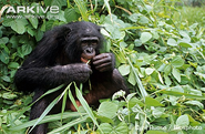 Bonobo1