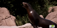 California Sea Lion as Mr. Honker