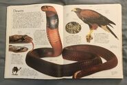 DK Encyclopedia Of Animals (26)